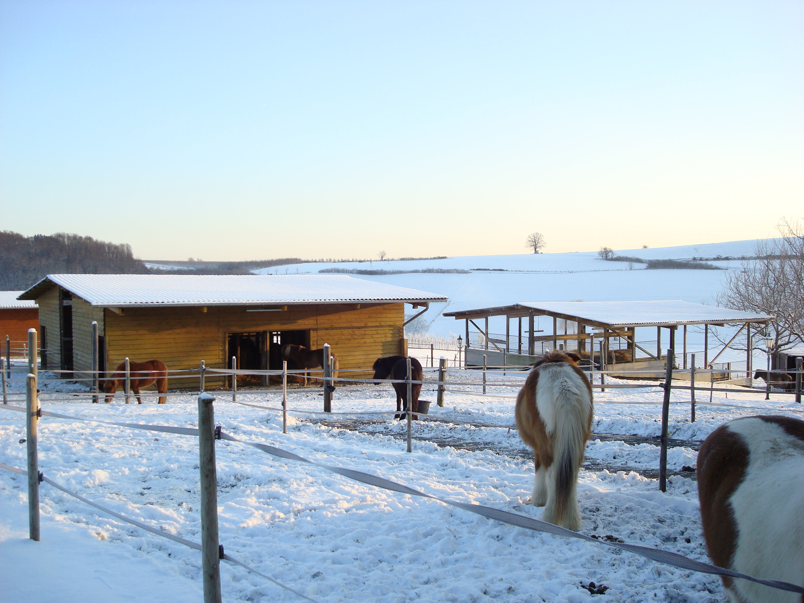 Winter Stall Pferde Paddock